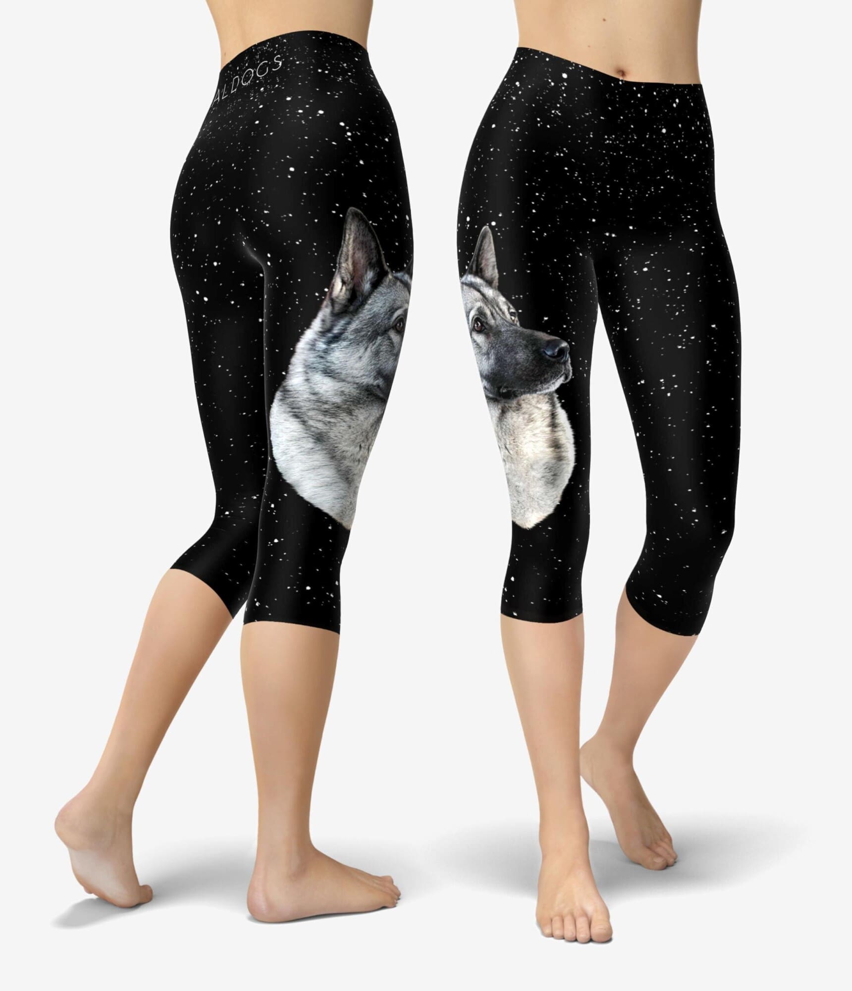 Norwegian Elkhound Stars Capri