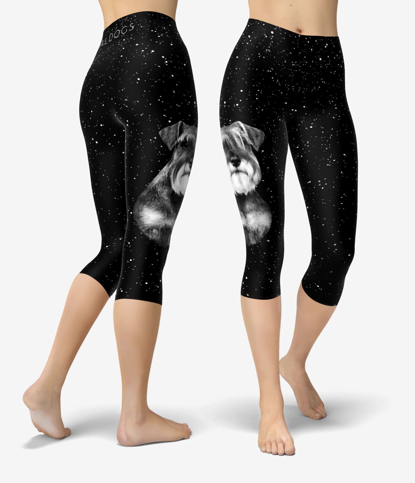 Min Schnauzer Stars II Capri