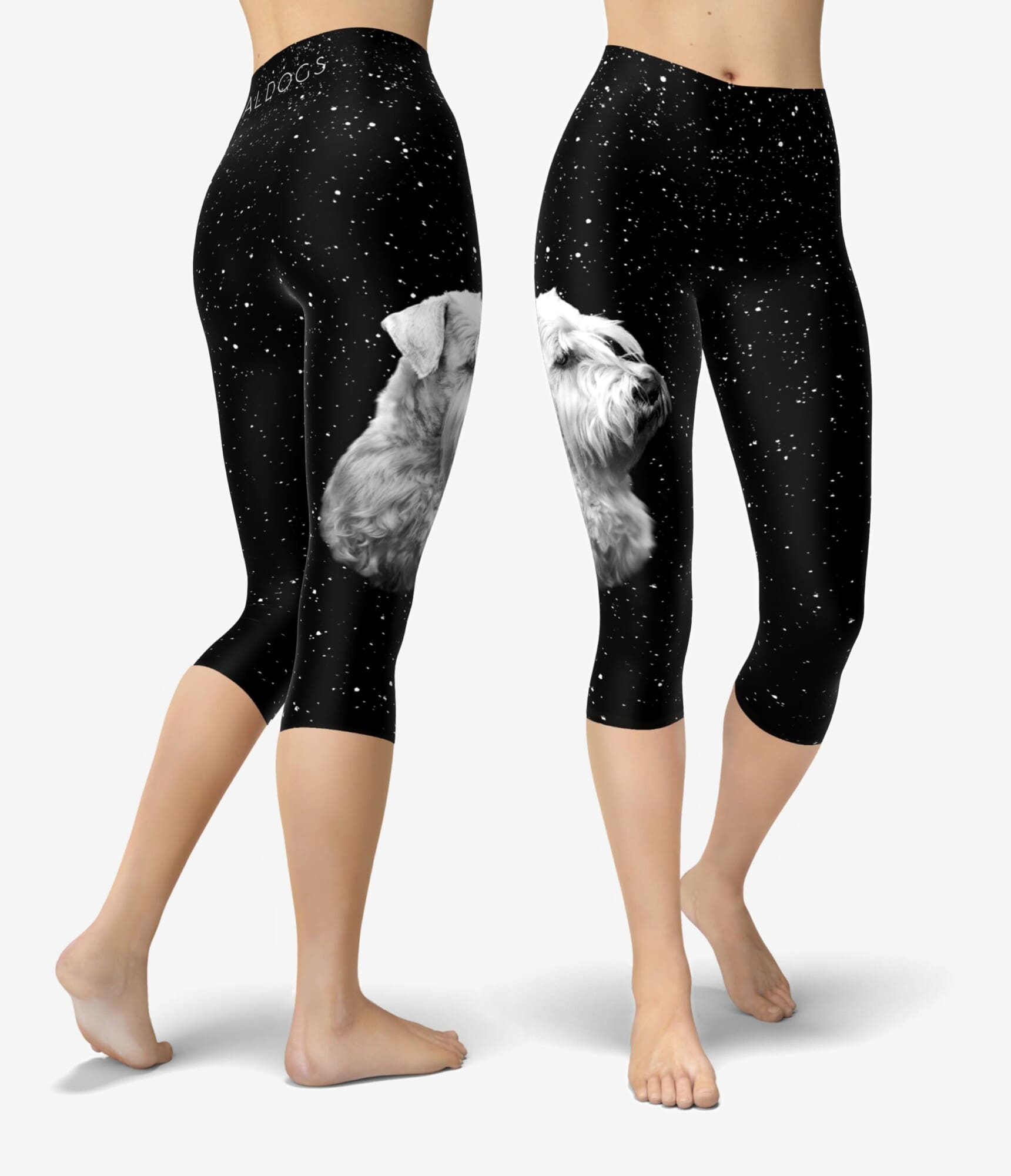 Min Schnauzer Stars III Capri