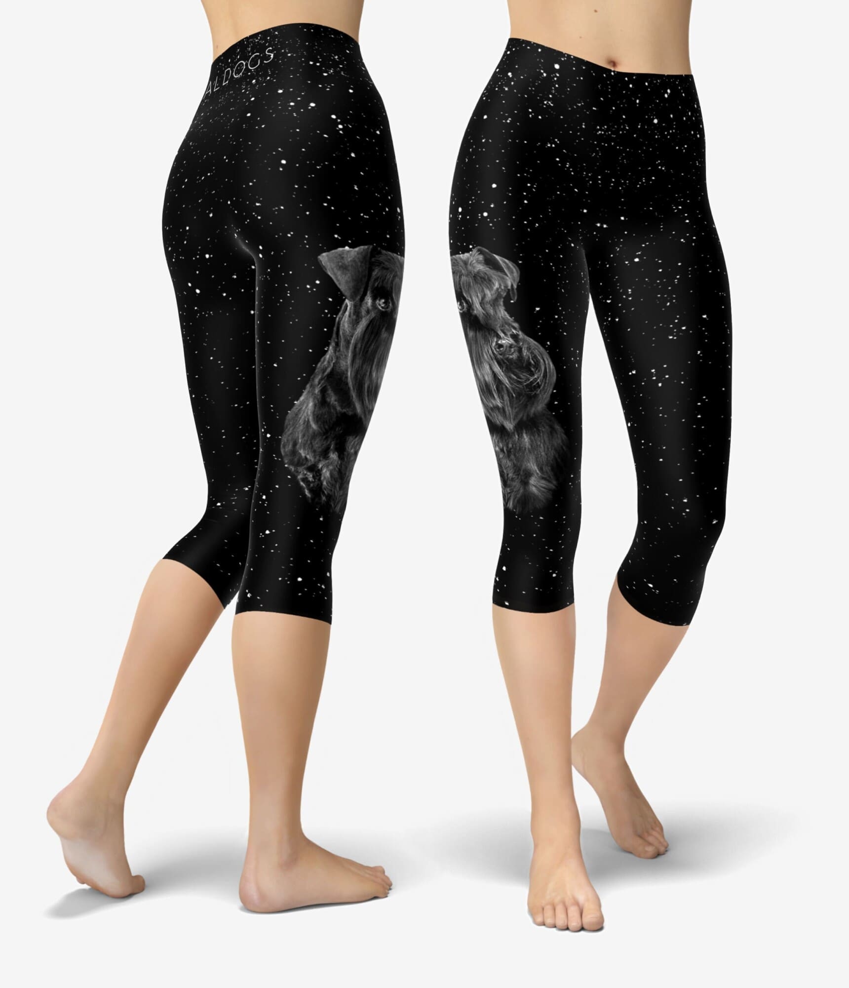 Min Schnauzer Stars IV Capri