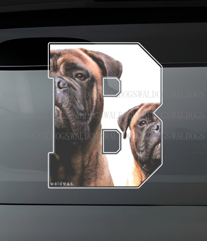 Bullmastiff B Tarra