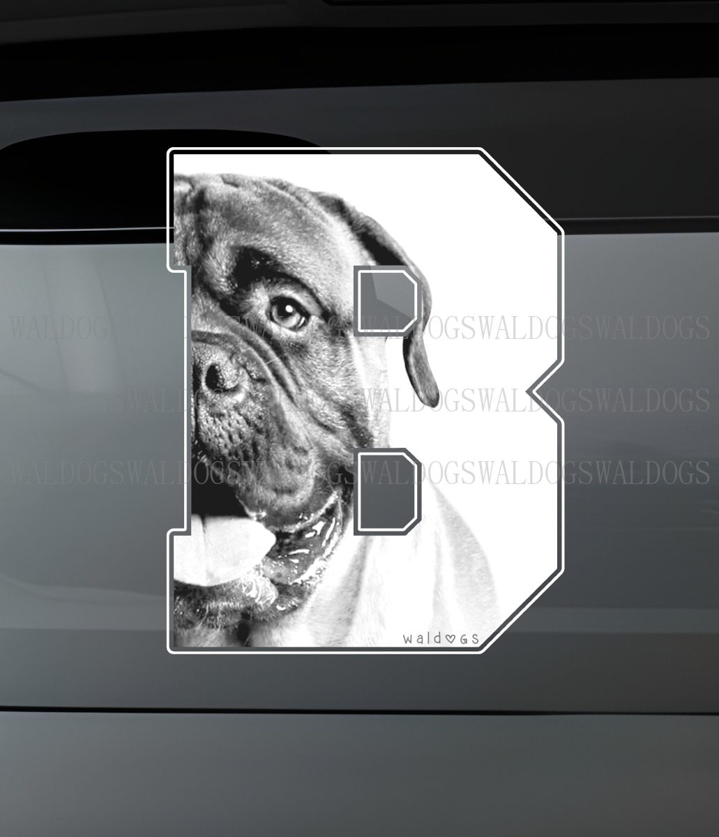 Bullmastiff B II Tarra