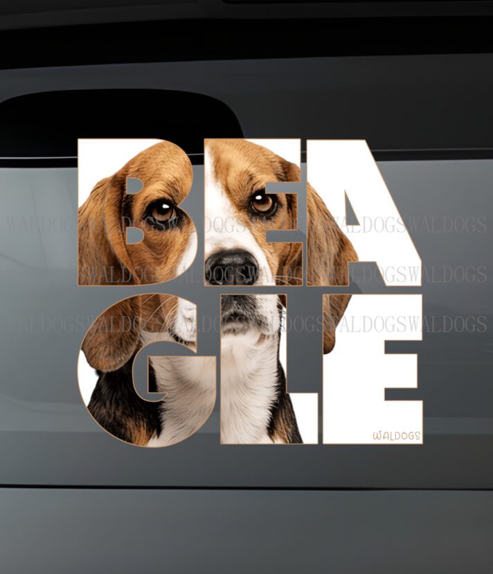 Beagle Nassu Tarra