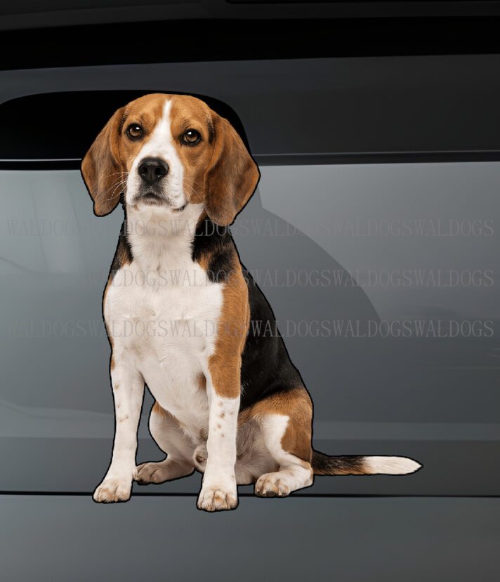 Beagle Sit Tarra